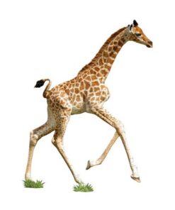 I AM PUZZLE JUNIOR - I AM LIL' GIRAFFE IAM4002
